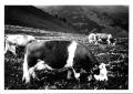 Photograph: Simmental Cows Grazing in Swiss Alps