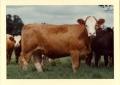 Thumbnail image of item number 1 in: 'Simmental Cattle'.
