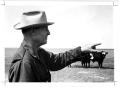 Photograph: Henry Fields with Cattle