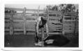 Photograph: Dehorning a Calf at the Treadwell Ranch