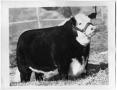 Photograph: Champion Steer, San Antonio 1956