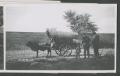 Primary view of [Wagon and Cow]