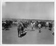 Photograph: Corral Full of Horses