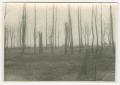 Thumbnail image of item number 1 in: '[Bare Trees at Herrlisheim, France]'.
