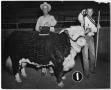 Photograph: Larry Domino 15, Champion Hereford Bull