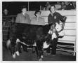 Photograph: Amarillo Champion Steer