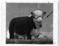 Photograph: A Bull Calf at the National Western Stock Show, 1951