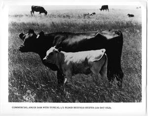 Primary view of object titled '1/2 Blood Beefalo Heifer and Angus Dam'.