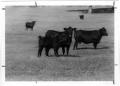 Photograph: Black Cows and a Calf