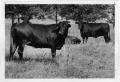 Photograph: Leonard Ranch Brangus Cattle, 1970