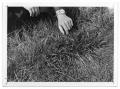 Photograph: [Photograph of a Man Examining Winter Grass]