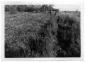 Photograph: [Grass Field Separated by a Fence]