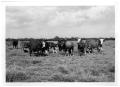 Thumbnail image of item number 1 in: 'Crossbred Cattle Group'.