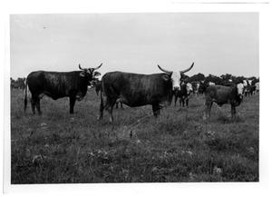 Primary view of object titled 'Crossbred Steers with Herd'.