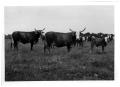 Thumbnail image of item number 1 in: 'Crossbred Steers with Herd'.