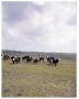 Photograph: Crossbreds on Pasture at Heep Ranch