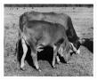 Photograph: Crossbred Cows Grazing