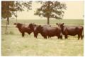 Primary view of Black Crossbred Cows