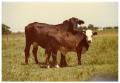 Photograph: Crossbred Cow and Calf in Pasture