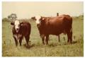Primary view of Crossbred Cows in Pasture