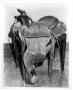Photograph: Horse Saddle at National Cowboy Hall of Fame
