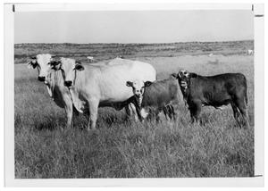 Primary view of object titled 'Brahman Cows and Calves'.