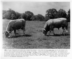 Primary view of object titled 'Blonde d'Aquitaine Cow and Bull'.