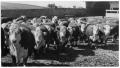 Photograph: Hereford Cattle