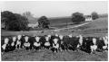 Photograph: Hereford Cattle