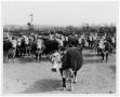 Photograph: Cattle in a Corral