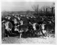 Photograph: Large Cattle Herd