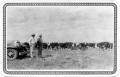 Photograph: Frank McGill Looking at Cattle