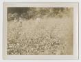 Photograph: [Workers in Field]
