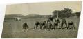 Thumbnail image of item number 1 in: '1925 Schreiner Football Team On the Field'.