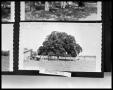 Primary view of [Photograph of 100-year-old Tree]