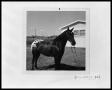 Photograph: Horse