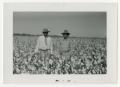 Primary view of [Men in a Cotton Field]