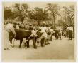 Primary view of 1949 Livestock Show, Travis County