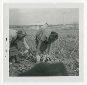 Primary view of object titled '[Women Gardening]'.