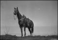 Thumbnail image of item number 1 in: '[Photograph of a Horse]'.