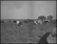 Photograph: [Photograph of Cattle at Lightning C Ranch]