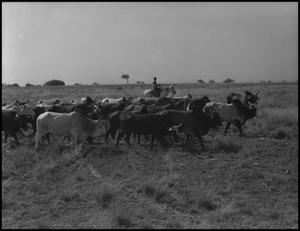 Primary view of object titled '[Photograph of a Cowboy Herding Cattle]'.