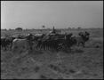 Thumbnail image of item number 1 in: '[Photograph of a Cowboy Herding Cattle]'.