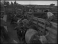 Photograph: [Photograph of Cattle in Pens]