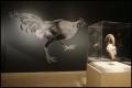 Animals in African Art: From the Familiar to the Marvelous [Photograph DMA_1533-13]