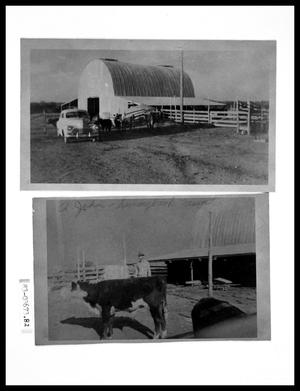 Primary view of object titled 'Barn Exterior and Corral; Cows Near Barn'.
