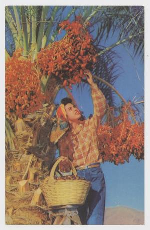 Primary view of object titled '[Postcard of Woman Picking Dates]'.