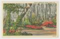 Postcard: [Postcard of Azaleas In the Shade of a Forest]