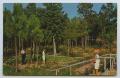 Postcard: [Postcard of Hodges Gardens New Daylilies]