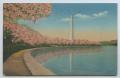 Postcard: [Postcard of Cherry Trees And Washington Monument]